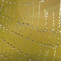 *** :: Елена Kазак (selena1965) *** :: Елена Kазак (selena1965)