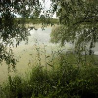 Грустные ивы... :: Наталья Лунева 