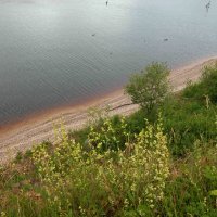 Стрижи всполошились... :: Наталья Лунева 