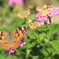 Оранжевая. :: Оля Богданович