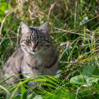 Кошка в сентябре. :: Павел Харлин