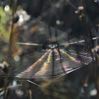 *** :: Надежда Куркина 