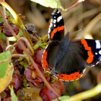 Из сегодняшней съёмки 2 :: Александр Прокудин