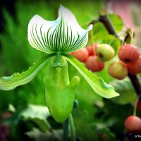 природа шутит :: Олег Лукьянов природа шутит :: Олег Лукьянов