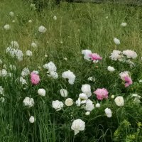 пионы :: Галина R...