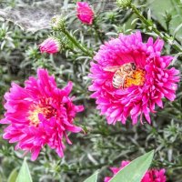 Вечная труженица! :: Елена Хайдукова ( Elena Fly ) Вечная труженица! :: Елена Хайдукова ( Elena Fly )