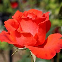 Прощаюсь до октября) :: Татьяна Лютаева