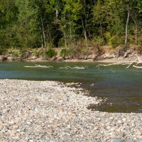 Река Кубань и деревья :: Игорь Сикорский