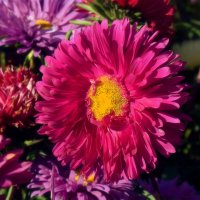 Осенняя звёздочка. :: Татьяна Помогалова Осенняя звёздочка. :: Татьяна Помогалова