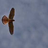 Пустельга... :: Николай Саржанов