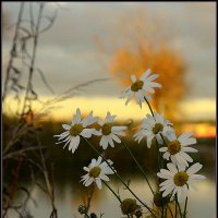 ...еще цветут :: Aleksandr Gal