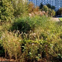 Клумба ,,,остатки былой роскоши :: Анатолий Колосов