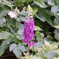 Цветы. :: Владимир Драгунский Цветы. :: Владимир Драгунский