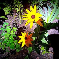 Цветы. :: Владимир Драгунский