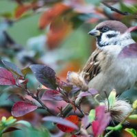 Воробей и осень. :: Владимир Безбородов Воробей и осень. :: Владимир Безбородов