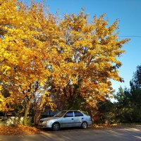 Золотой осенью :: Елена Семигина