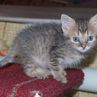 Мурзик :: Владимир Иванович Мурзик :: Владимир Иванович