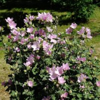 Мальва мускусная :: Рита Симонова