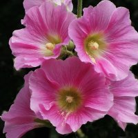 Мальва (шток-роза) :: Рита Симонова