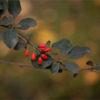 барбариска :: Ирина С