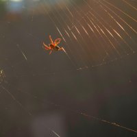 У каждого свои сети :: Магомед .