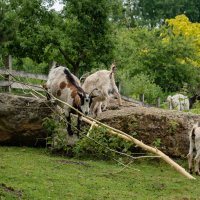 Козлятки... :: Николай Гирш