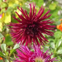 Георгин :: Freddy 97