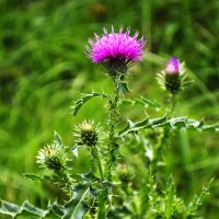 Чертополох :: Александр Лычагин