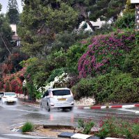 25 сентября пошел первый дождь,очень долгожданный :: Аркадий Басович