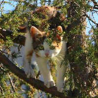 Домашние животные. :: жанна нечаева