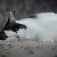 Я ВСЁ ВИЖУ! :: Володька Завитушкин