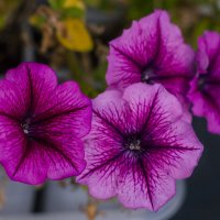 Петуньи. :: volk777600 Волков