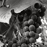 *** :: Mithun . *** :: Mithun .