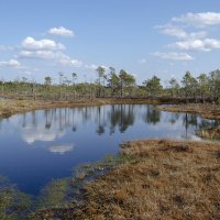 Майское болото :: Регина Майское болото :: Регина