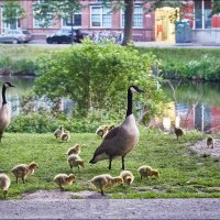 Завтрак для самых маленьких :: Валерий Готлиб