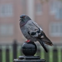 ****** :: Вячеслав Овчинников