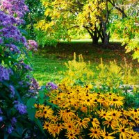 Начало листопада в сентябре 2025г. :: Aida10 Начало листопада в сентябре 2025г. :: Aida10