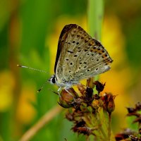 опять про бабочек 2 :: Александр Прокудин опять про бабочек 2 :: Александр Прокудин