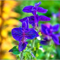 Про осенние цветы... :: Aquarius - Сергей