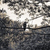 Ушастая сова :: Leon Bergman