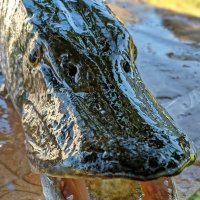 Миллионы лет эволюции :: Валерий Судачок