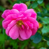 Розовая роза. :: Aleksey Afonin