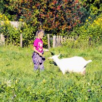 Девочка с козой :: Сергей Кочнев