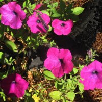 Петуния цветёт :: Людмила Смородинская