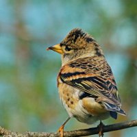 вьюрок :: Andrey Bragin вьюрок :: Andrey Bragin