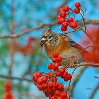 вьюрок в рябине :: Andrey Bragin 