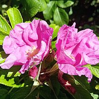 Цветы. :: Владимир Драгунский