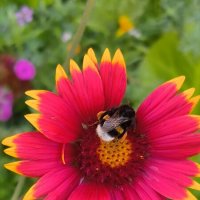 Мохнатый шмель. :: Ольга 