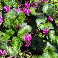 Цикламен. :: Ольга 