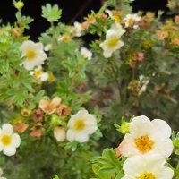 Лапчатка. :: Ольга 